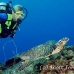 turtle_green_er_h_0705_png1085.jpg